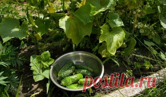 Макси-урожай мини-огурцов 
Мы любим, чтобы огурцы были маленькие, и хотим получить с минимальной площади как можно больше. Реально ли это?

Вполне! Надо лишь применить некоторые приемы агротехники, нацеленные именно на увеличе…