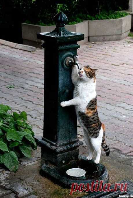 Котикам жарко