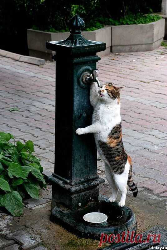 Котикам жарко