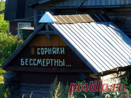 Полезные сорняки для здоровья