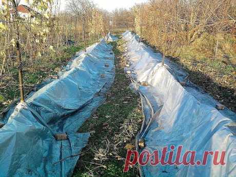 Укрытие винограда на зиму в разных регионах