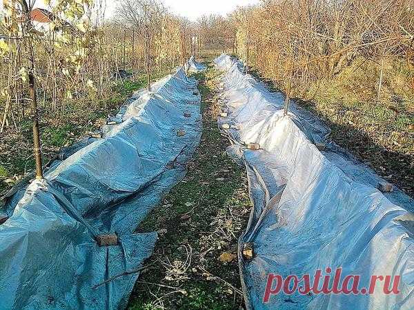 Укрытие винограда на зиму в разных регионах