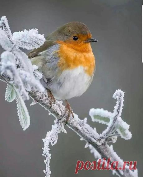 ღВот такой зимний красавец Зарянка