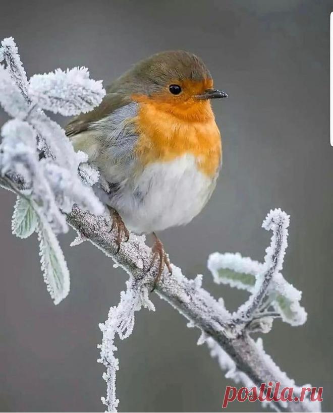 ღВот такой зимний красавец Зарянка