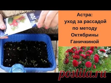 С цветами по жизни!: Астра: уход за рассадой по методу Октябрины Ганичкиной