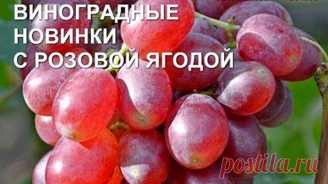 Новые г.ф. винограда с красивой розовой ягодой