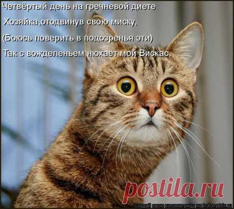 Котоматрица в стихах | Наш дом