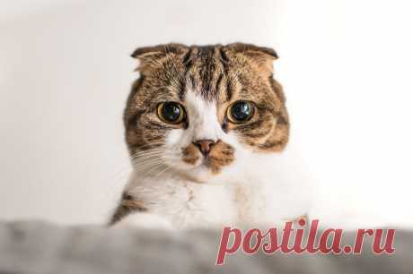 Коты более эмоциональны, чем вы думаете