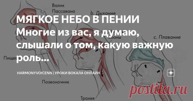 HarmonyVoiceNN | Уроки Вокала Онлайн Пост автора «HarmonyVoiceNN | Уроки Вокала Онлайн» в Дзене ✍: МЯГКОЕ НЕБО В ПЕНИИ Многие из вас, я думаю, слышали о том, какую важную роль играет мягкое небо в пении, но не все понимают, какую именно