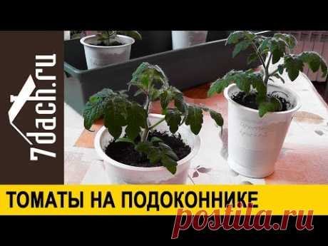 🍅 Выращивание томатов на подоконнике: посев, подкормка, пересаживание - 7 дач