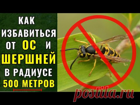 Как избавиться от ОС и ШЕРШНЕЙ в радиусе 500 метров, очень Надолго.