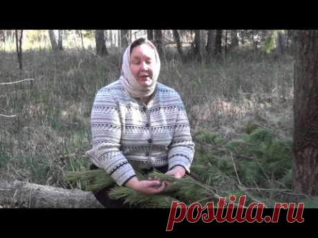 Народные средства лечения. Варенье из сосновых шишек.