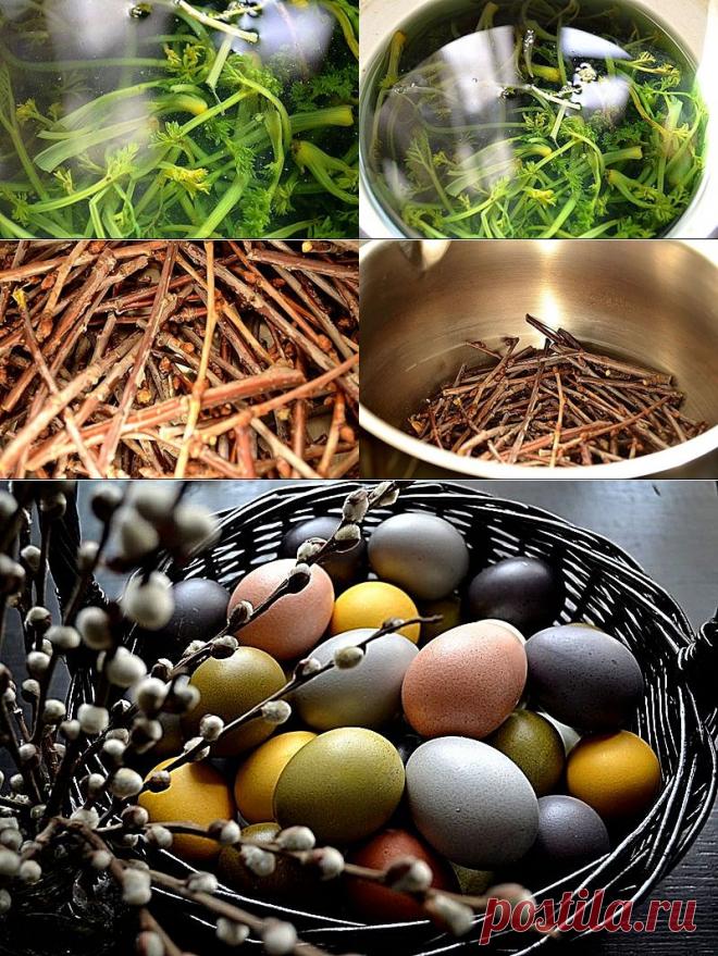 Натуральные красители для пасхальных яиц.