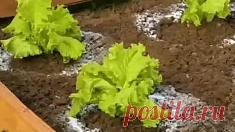 Идеи для дачи