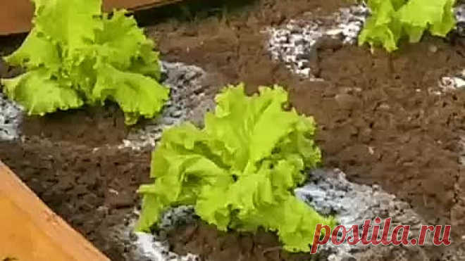 Идеи для дачи