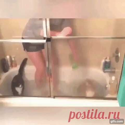 Когда решил помыть котов