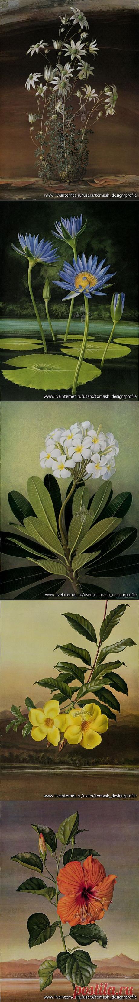 Ботанические иллюстрации автралийского художника Paul Jones (1921-1997).