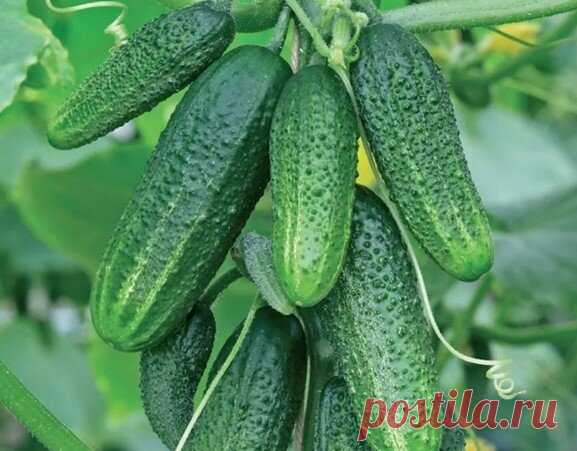 Свежие огурцы до поздней осени | Огород просто | Яндекс Дзен