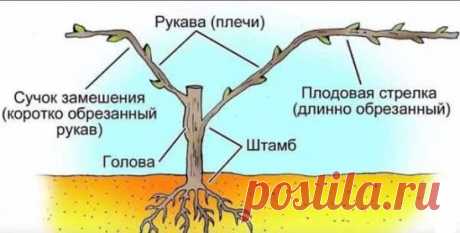 Обрезка винограда для начинающих с картинками
Обрезка винограда – одно из самых сложных мероприятий проводимых на даче. Порой трудно разобраться, как правильно обрезать виноград и когда. 
Обрезка виноградного куста сводится к обрезке 90 процентов лозы, оставляя необходимое количество глазков (почек).
Обрезку винограда можно производить как весной, так и осенью. При обрезке осенью желательно куст накрыть на зиму, защищая от замерзания. Если в вашем регионе суровые зимы, то проводите обрезку ве