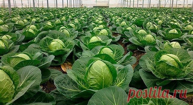 СЕКРЕТЫ ЗДОРОВОЙ КАПУСТЫ 

В лунки рекомендуется засыпать перегной и добавлять 1 столовую ложку яичной скорлупы, 1 столовую ложку золы и 1 чайную ложку суперфосфата и 1 чайную ложку порошка горчицы. Это нужно для того, чтобы не завелись личинки, вредящие корням. Все хорошо перемешать и полить горячей водой с марганцовкой. Когда остынуть лунки, высадить заранее политую рассаду. Мульчировать перегноем, поливать каждый день 3-4 дня подряд, а затем производить полив через 3-4 ...