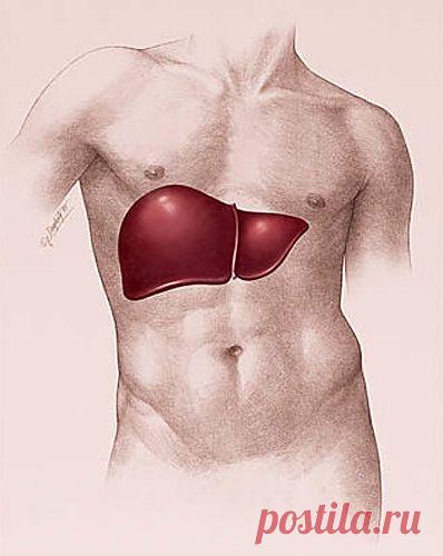 Хотите помочь печени? | Мода, советы и рецепты для вашего здоровья