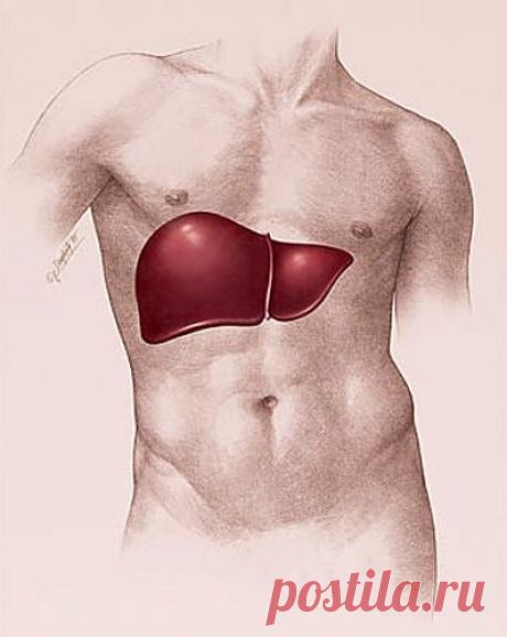 Хотите помочь печени? | Мода, советы и рецепты для вашего здоровья