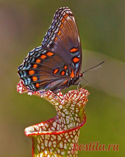 the-rouge-rose2u:
“ Red-spotted Purple by Jim Petranka, via Flickr
”
