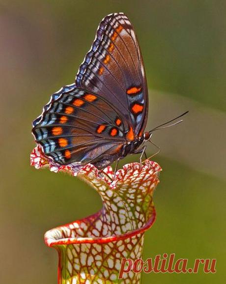the-rouge-rose2u:
“ Red-spotted Purple by Jim Petranka, via Flickr
”