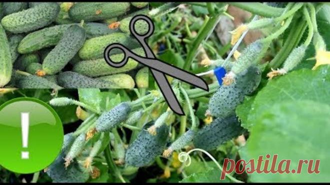 Правильное Пасынкование Огурцов для Увеличения Урожая.