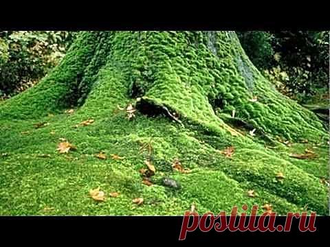 Зеленый цвет - Цвет - Цветные медитации - Каталог статей - Цветотерапия путь к здоровью и омоложению организма