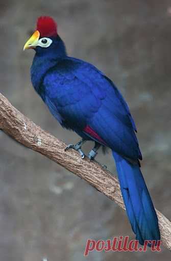Ross's Turaco