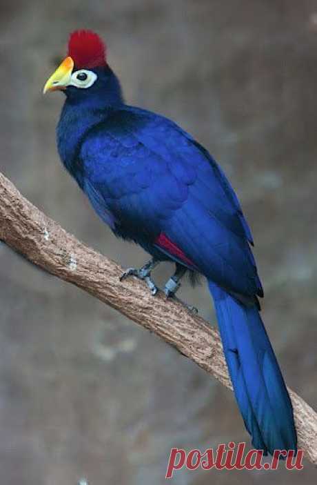 Ross's Turaco