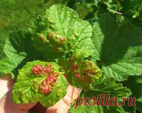 Лечим красную смородину от бокальчатой ржавчины. 

200 грамм табачной пыли залить 3 литрами горячей воды. 
Настаивать необходимо 2-3 суток. Одновременно необходимо сделать настой из стакана зубчиков чеснока, которые также необходимо залить 2л кипятка. В 10л ведро необходимо слить оба настоя, предварительно их, процедив, а затем добавить к получившемуся настою 1 столовую ложку жидкого мыла и одну чайную ложку черного или же красного жгучего молотого перца. Раствор должен на...