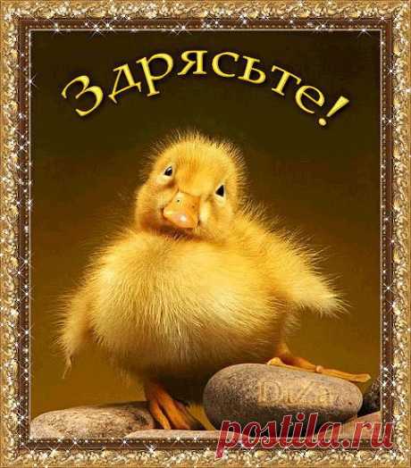 Здоровье с Трансфер Фактором