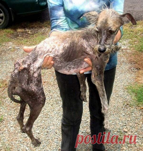 Любовь лечит (28 фото) | Страна Полезных Советов