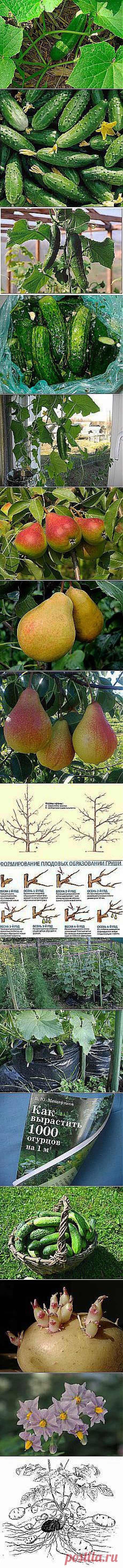 Александр Белугин: Сад и огород | Постила.ru