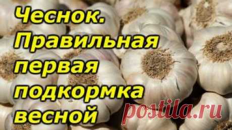 Чеснок-правильная весенняя подкормка озимого чеснока.