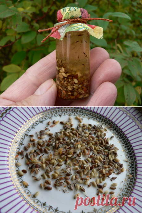 Масло из семян шиповника в домашней аптечке: незаслуженно позабытое средство