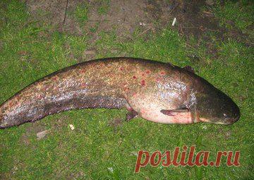 головастик) / Богатая добыча