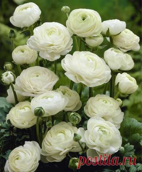 ~Ranunculus | Flowers/Gardens