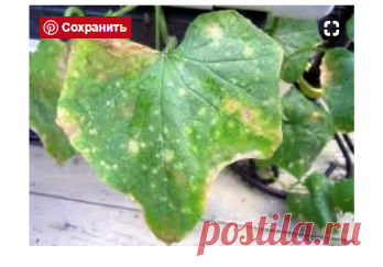 Побеждаем мучнистую росу на огурцах быстро и эффективно