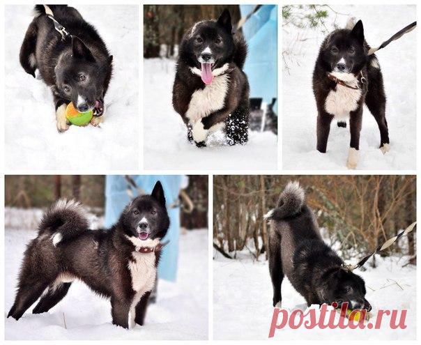 Ищем дом для красавца Пьера!

Ищем 