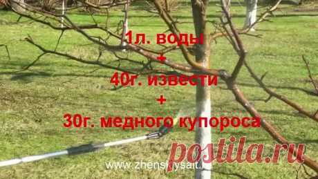 ВНИМАНИЕ! Парша яблони и груши, причины и способы борьбы
