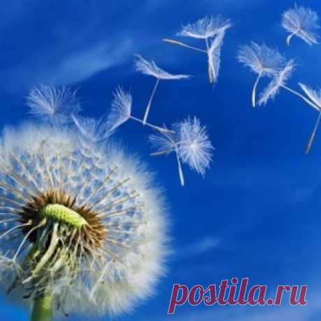 РЕЦЕПТЫ ИЗ ОДУВАНЧИКОВ ДЛЯ ЗДОРОВЬЯ.