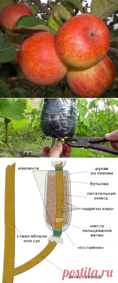 ВОЗДУШНЫЕ ОТВОДКИ: РАЗМНОЖЕНИЕ ЯБЛОНЬ БЕЗ ПРИВИВОК - Садоводка