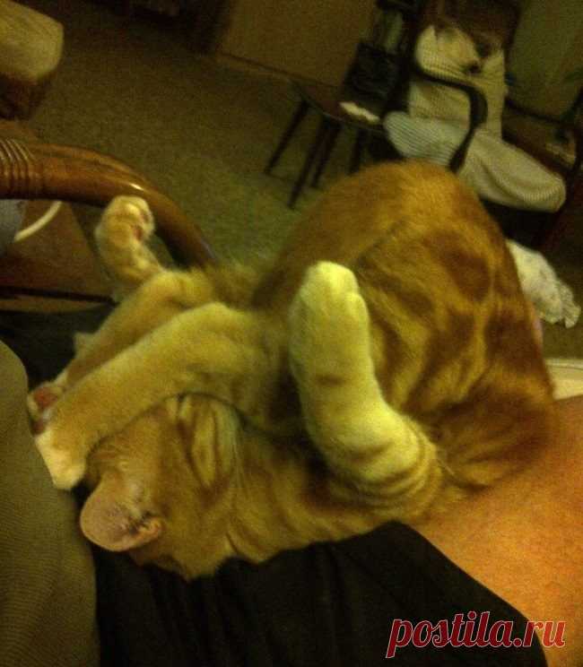 23 снимка, которые доказывают, что крутости котов нет предела / Питомцы