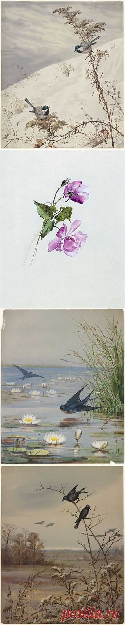 Fidelia Bridges (American, 1834-1924) (53 работ) » Картины, художники, фотографы на Nevsepic