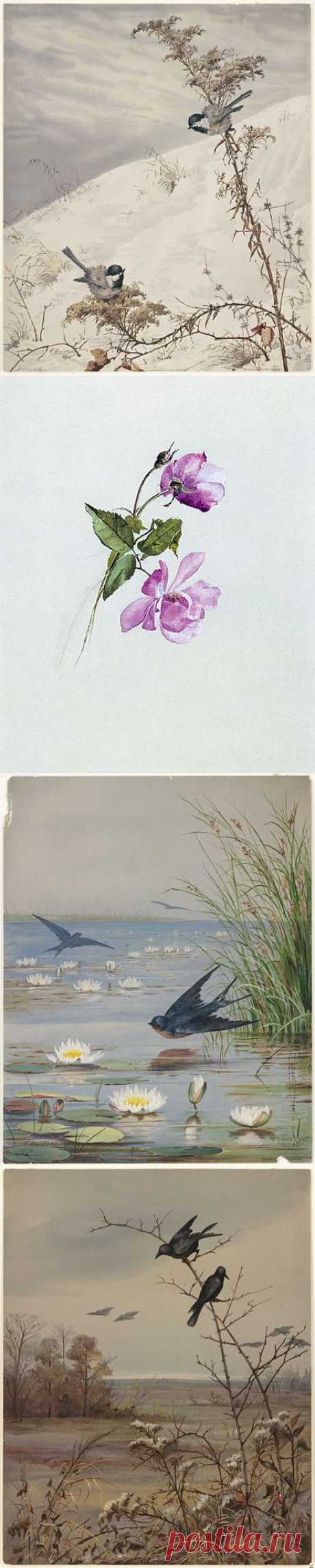 Fidelia Bridges (American, 1834-1924) (53 работ) » Картины, художники, фотографы на Nevsepic