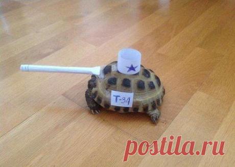 Танк из черепахи в домашних условиях )