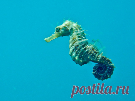 Длиннорылый морской конёк (Hippocampus guttulatus).